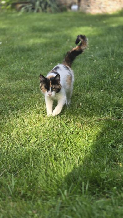 Trójkolorowa koteczka szuka domu