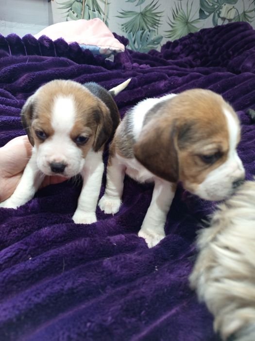 Piesek rasy Beagle gotowy do odbioru