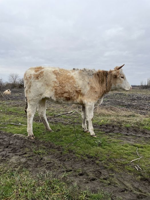 Прдаю Телицю.