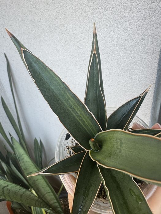 Sansevieria Robuscula variegated