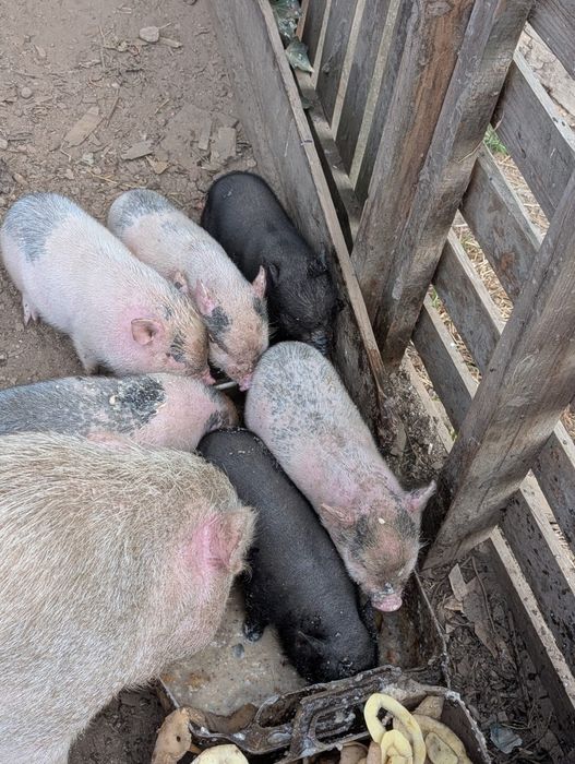 Porquinhos mini pig