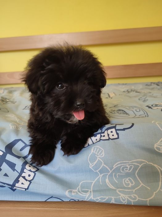 Мальтіпу супер щенки