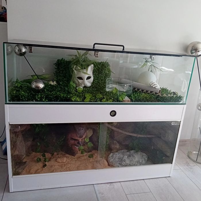 Terarium wąż hybryda zbożowy