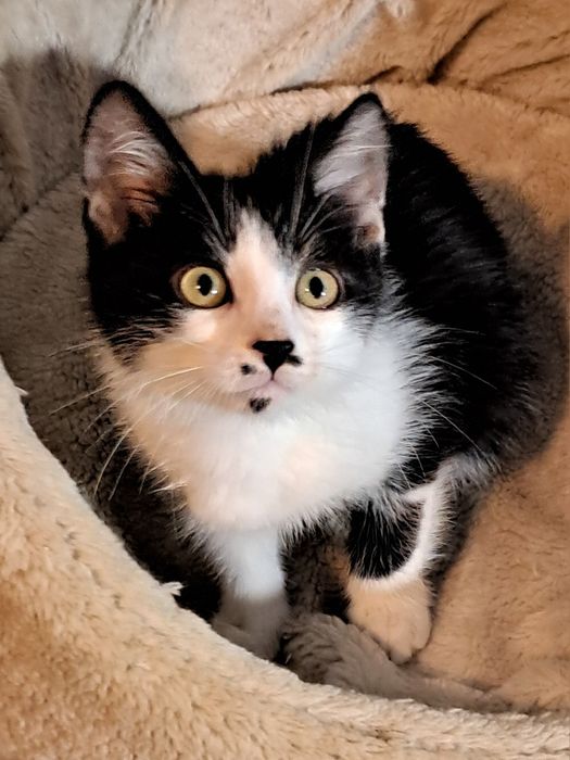 Кошенятко хлопчик