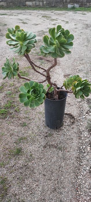 Planta suculenta