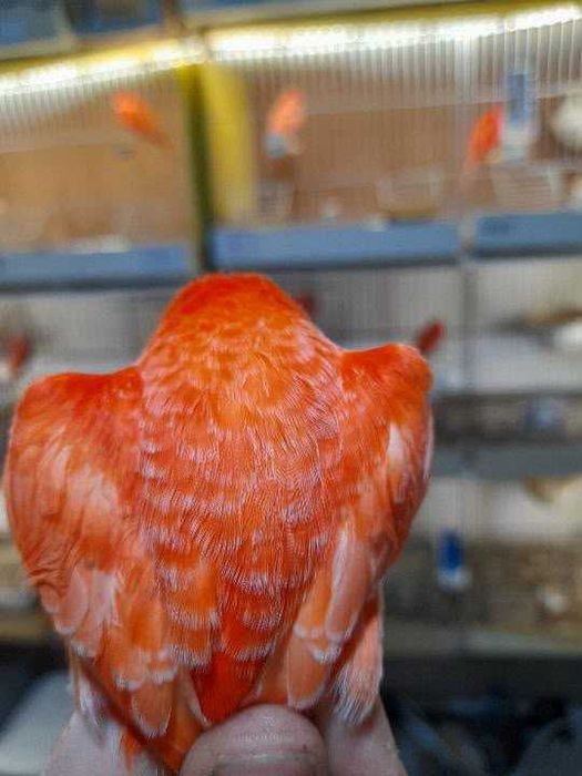 canario vermelho