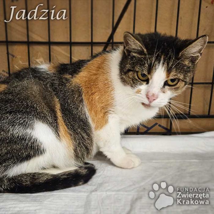 Jadzia trójkolorowa pieszczocha