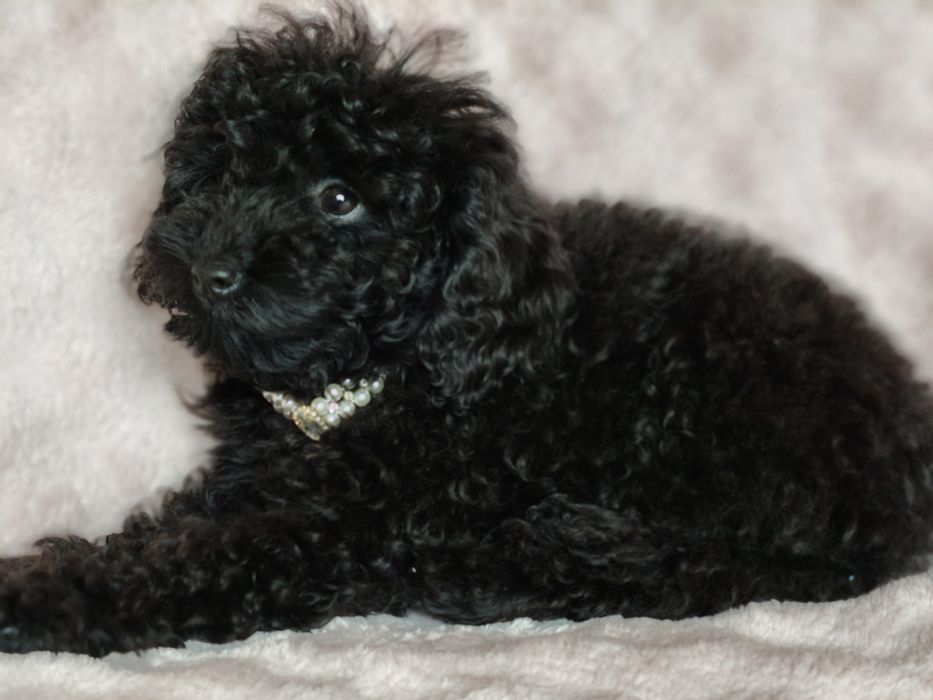 Suczka pudel do odbioru