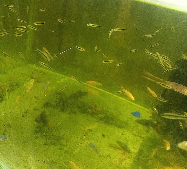 Водорослееды Отоцинклюс аффинис, зебра, витатус Неритина, неретина