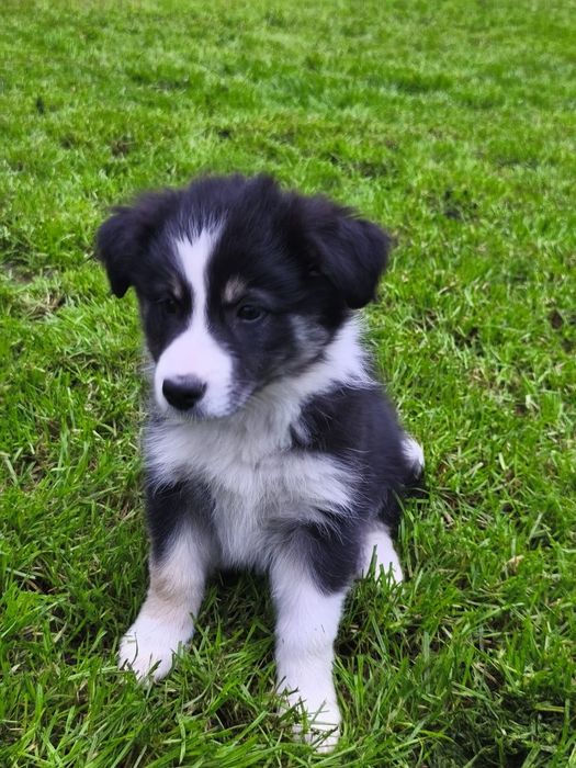 EMI Szczeniak Border collie
