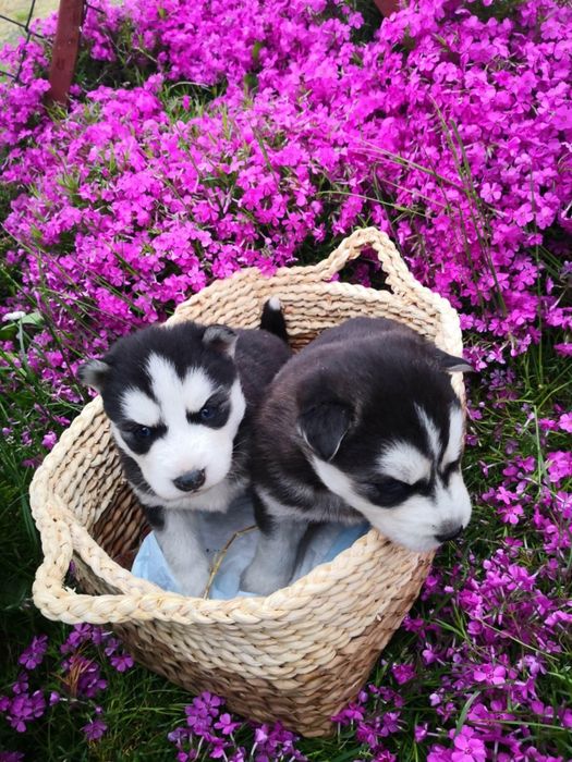 Szczeniaki Husky Syberyjski husky