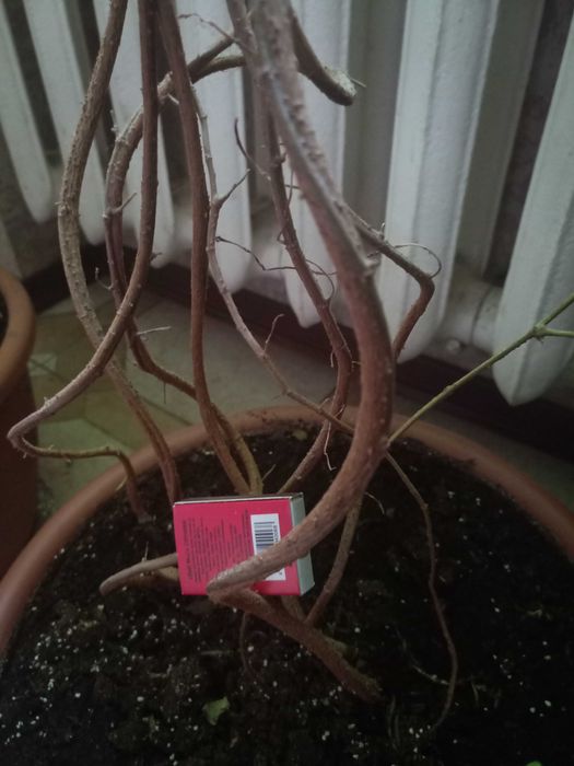 Фикус крошечный (Ficus pumila) - свежесрез / взрослое растение