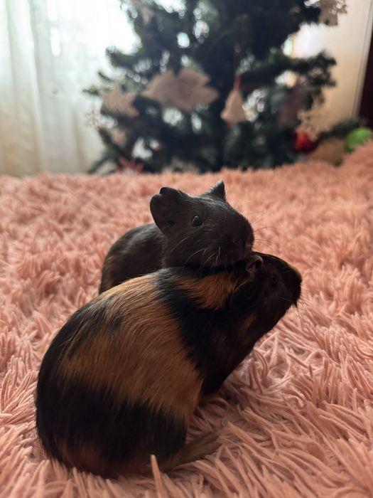 Морські свинки Рівне