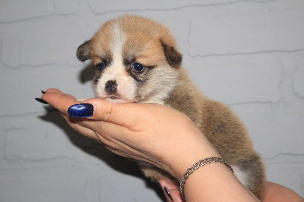 Хлопчики та дівчата Коргі чекають родину.