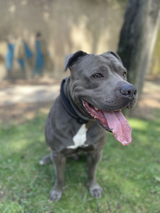 Amstaff macho disponivel para acasalar