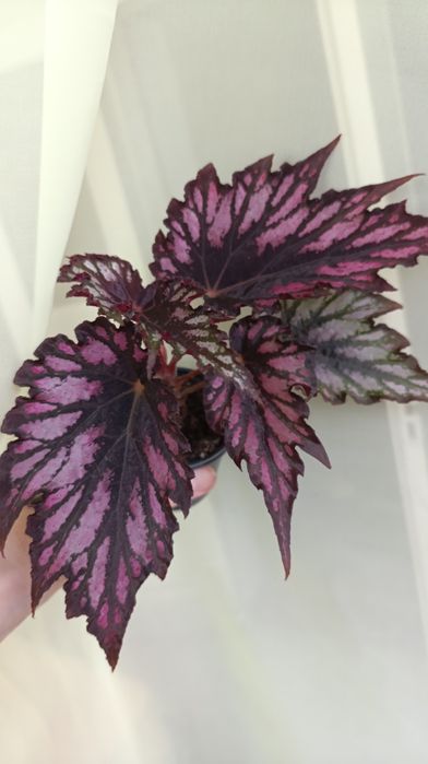 Бегонії дорослі різних сортів. 3 рослини 370 грн