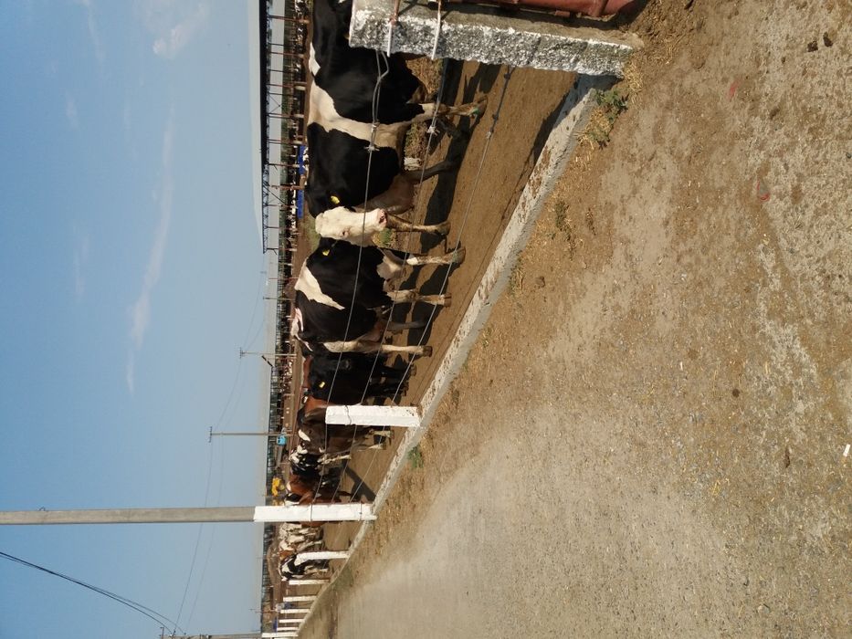 Продам крс на мясо на хозяйство