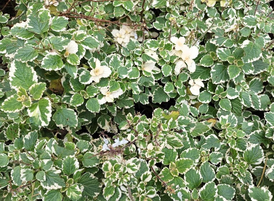 vendo mudas de azevinho, alfazema e incenso para plantar ou arranjos