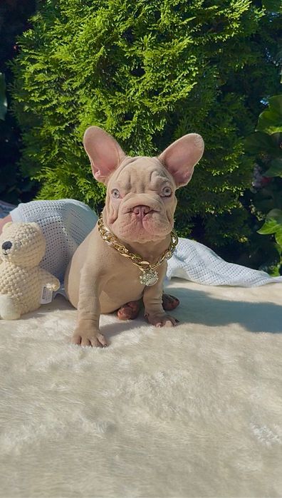 Buldog Francuski chłopak New Shade Isabella Tan