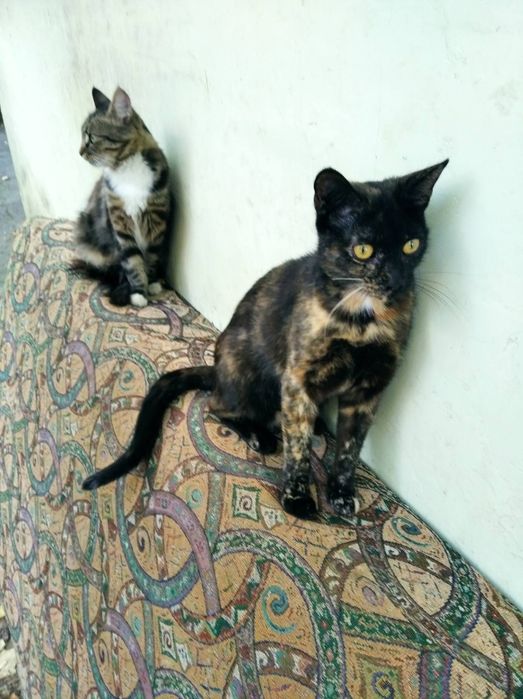 Віддамо в добрі руки!