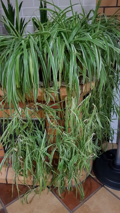 Хлорофитум, "паучёк", комнатное растение, корешки супер