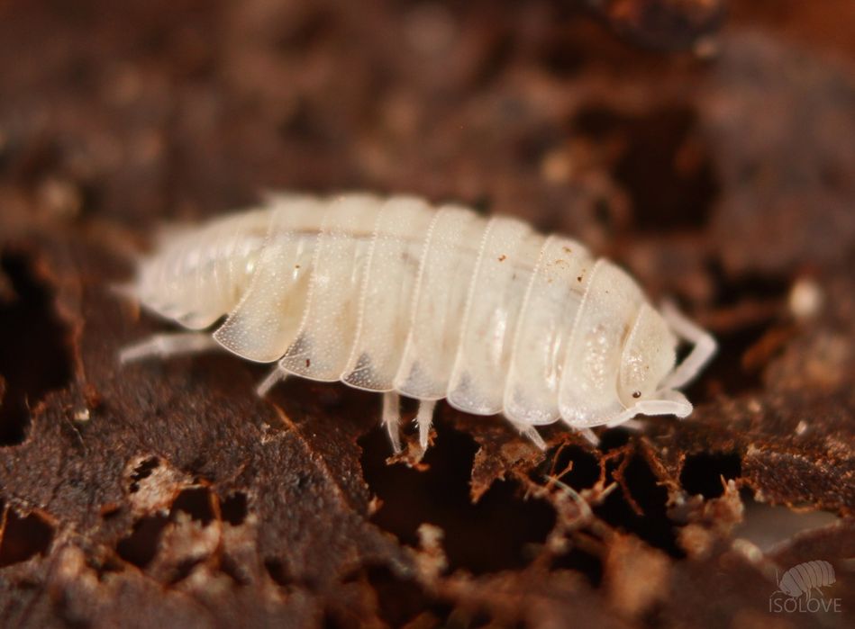 25  sztuk Trichorhina tomentosa, stonoga tropikalna, ekipa sprzątająca