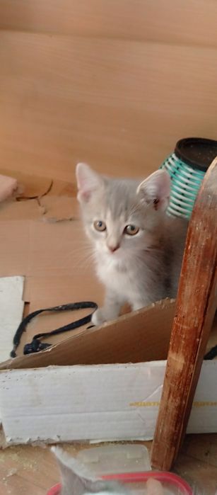 кошенятко в відповідальни родини
