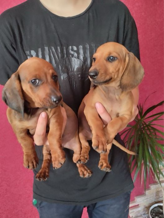 Таксенята Таксенята чекають на вас