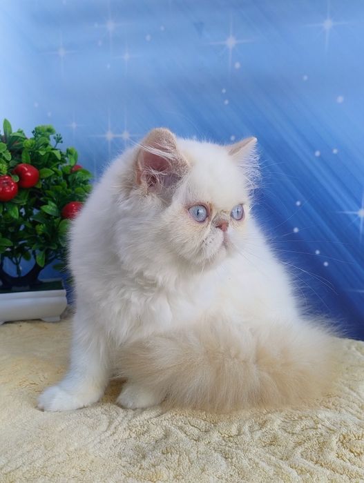 Saffi .Дівчинка перс.