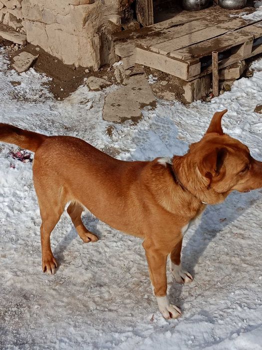 Oddam psa w dobre ręce