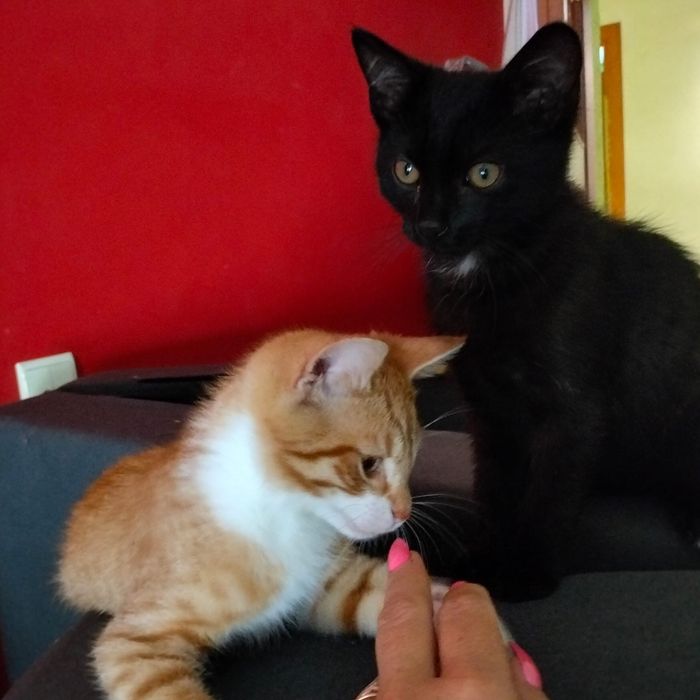 Karmelek i Węgielek szukają  domku
