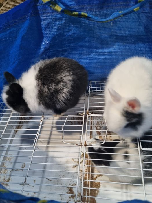 Coelhos anoes bebes mini lop, toy e holandeses
