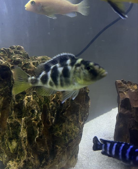 Ciclideo Nimbochromis femea