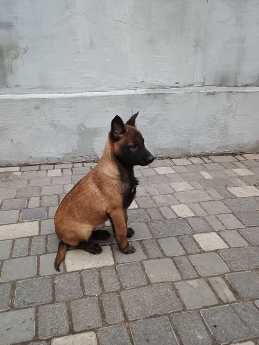 Продам цуценят бельгійської вівчарки