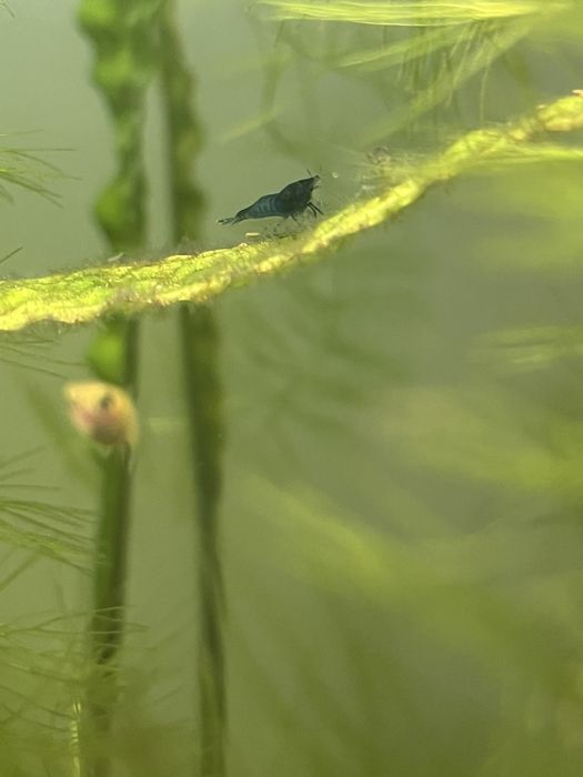 Розпродаж криветок всі по 5 грн., гуппі, та равлики