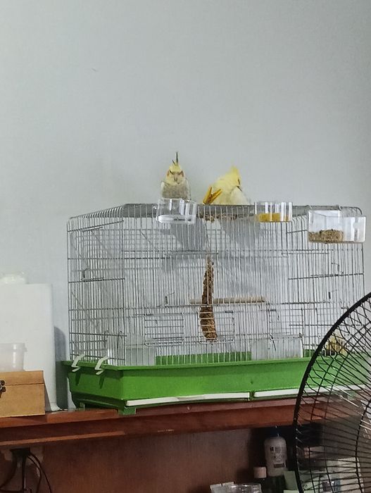 Vendo caturras e rosicolli, domesticados e selvagens