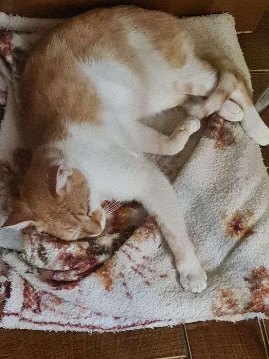 Молодий котик шукає турботливу родину