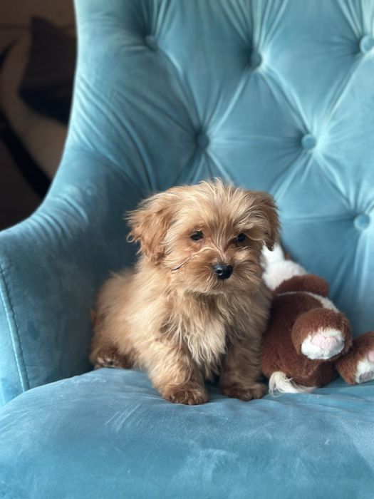 Малыш мальтипу ф1 f1 беби фейс baby face карамельного цвета окраса