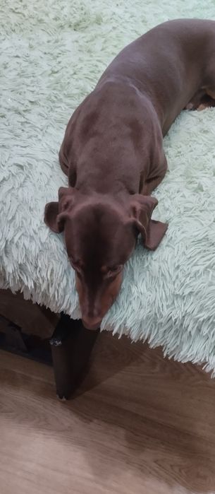 Шукаю для свого хлопчика такси Спайка дівчинку