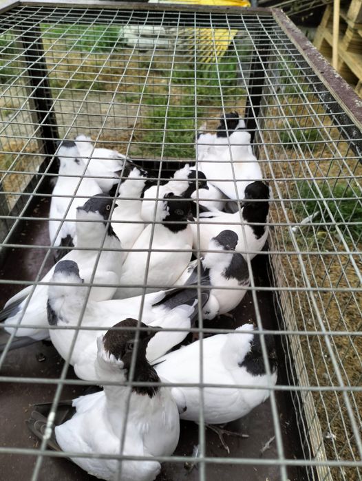 Gołębie - zakonniki