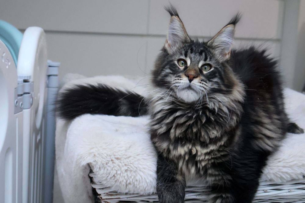 Kochany kocurek maine coon