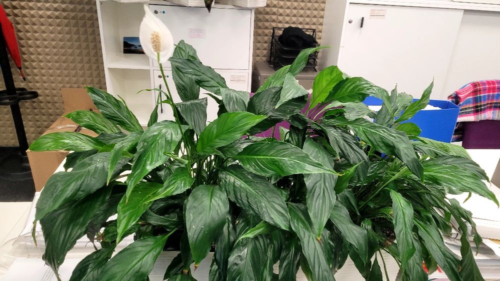 спатифілум в кашпо