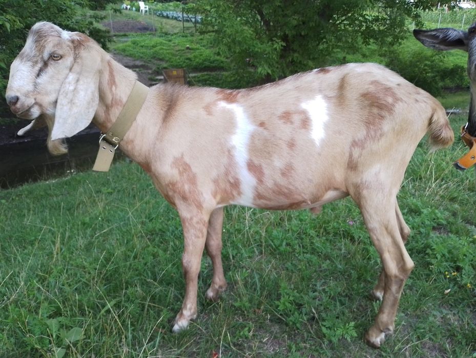 Продам Англо- нубійський козлик 91%