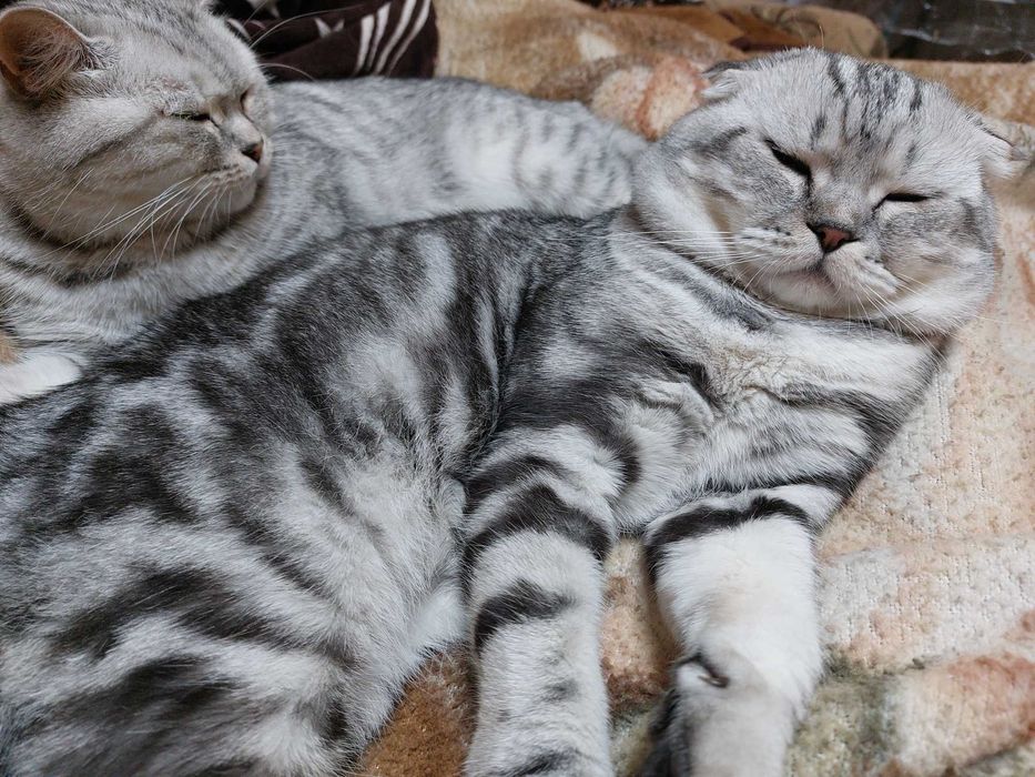 Шотландский кот вязка