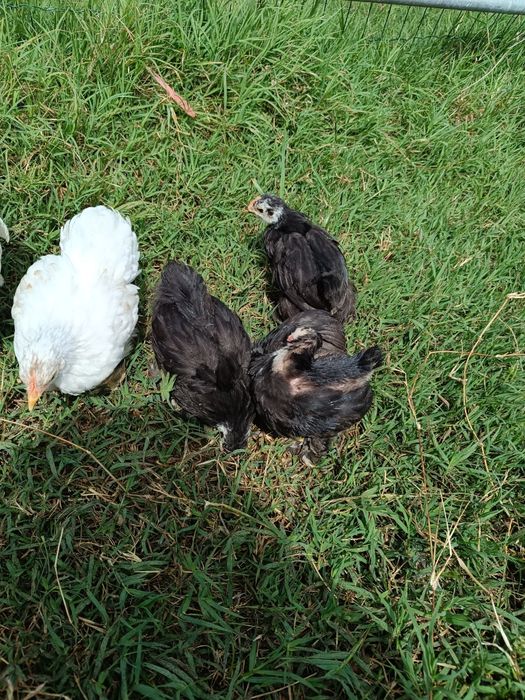 Pekins black e black mottled