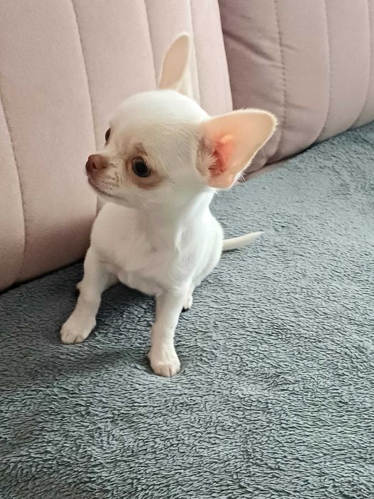 Biała Śliczna Mini Dziewczynka