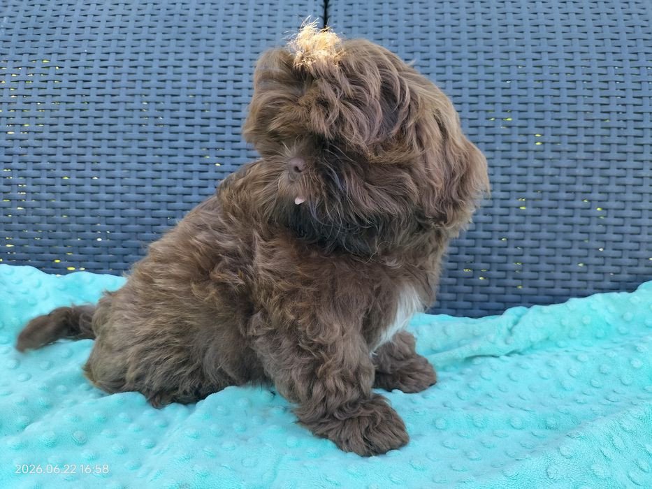 Czekoladowy chłopak Shih Tzu