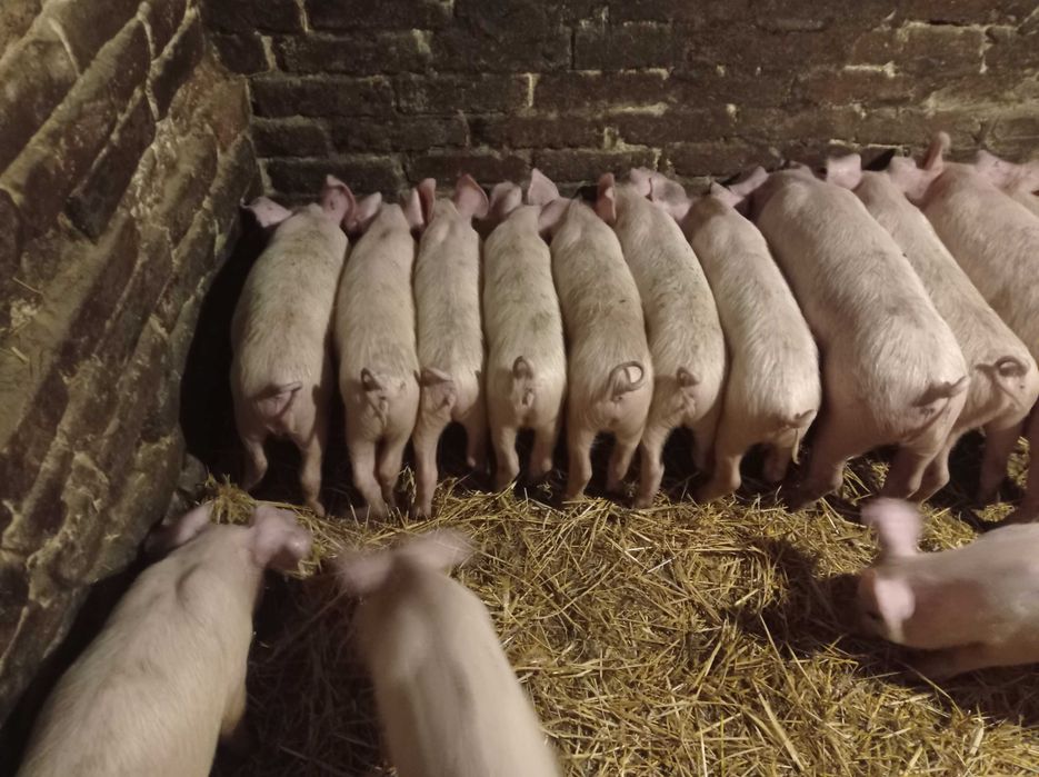 Домашні поросята