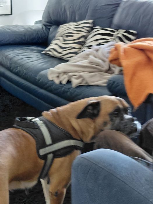 Bessy- cadela de porte médio para adoção (boxer)