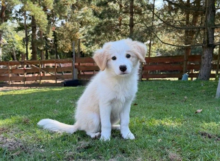 Border collie ee red samiec ZKwP FCI